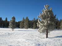 067-provided_a_glistening_silvery_appearance_on_many_of_the_pine_trees