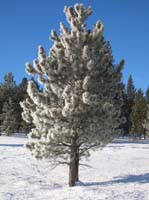 068-the_morning_sunlight_hit_the_ice_on_the_pines