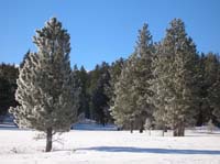 070-pine_trees_glistening_in_the_morning_sun