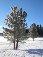 071-pine_trees_glistening_in_the_morning_sun