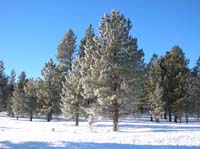 072-pine_trees_glistening_in_the_morning_sun