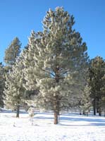 073-pine_trees_glistening_in_the_morning_sun