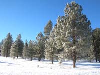 074-pine_trees_glistening_in_the_morning_sun