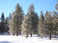 075-pine_trees_glistening_in_the_morning_sun