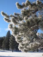 076-close-up_of_glistening_pine_needles