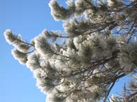 077-the_ice_was_melting_slowly_flaking_off_the_needles