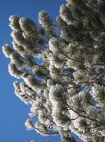 078-the_ice_was_falling_like_snow