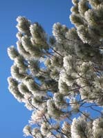 080-glistening_pine_needles