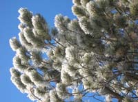 081-glistening_pine_needles