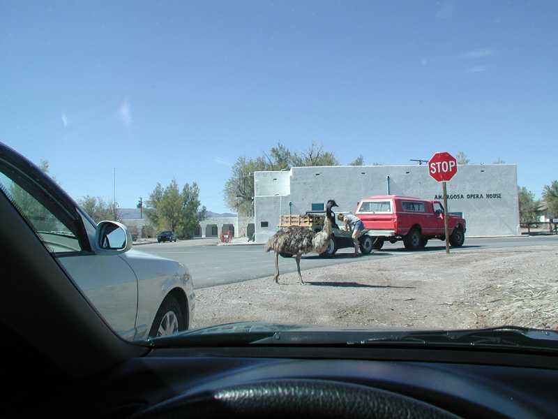 01-Emu_walking_across_intersection