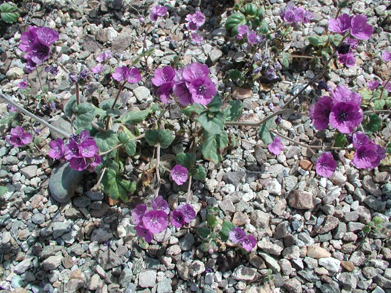 08-close-up_of_purple_flowers