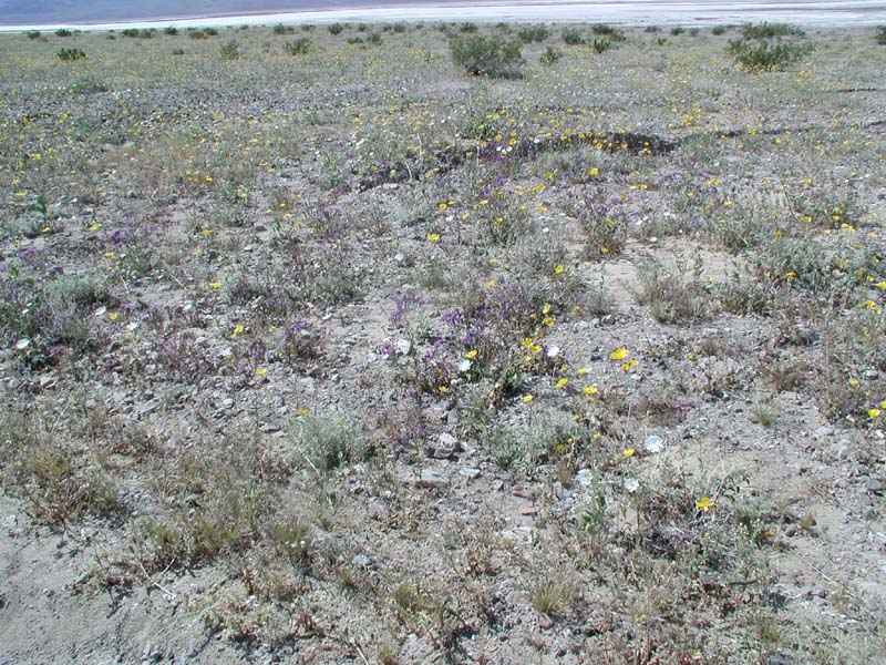 18-wildflowers_along_the_road