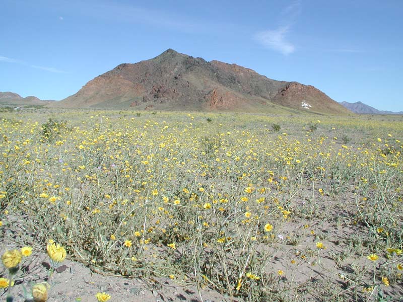 91-fields_of_yellow_wildflowers