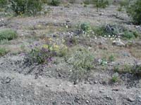 03-wildflowers_along_the_road_near_kiosk_area