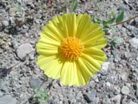 26-close-up_of_yellow_flower