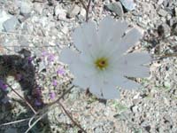 27-close-up_of_white_flower