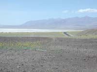 33-wildflowers_in_rare_location