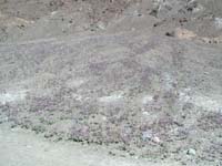 45-purrple_wildflowers_creeping_up_mountain_side