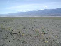 48-fields_of_wildflowers