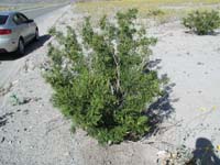 76-rare_very_green_shrups_and_with_flowers