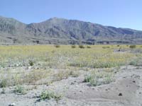 77-fields_of_yellow_wildflowers_and_green_shrubs