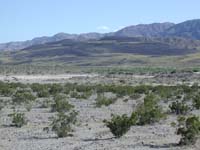 83-entire_hill_covered_in_green-normally_never_the_case