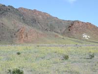 93-fields_of_yellow_wildflowers_creeping_up_a_mountain