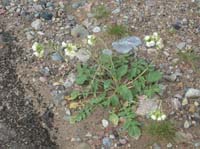 07-Golden_Evening_Primrose-white