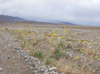 15-Desert_Gold-Desert_Sunflower_and_rainstorms_in_background