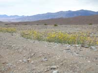 18-group_of_Desert_Gold-Desert_Sunflower_along_side_of_road