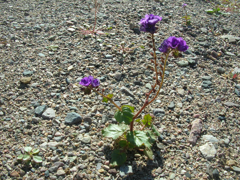 04-Caltha-Leaf_Phacelia