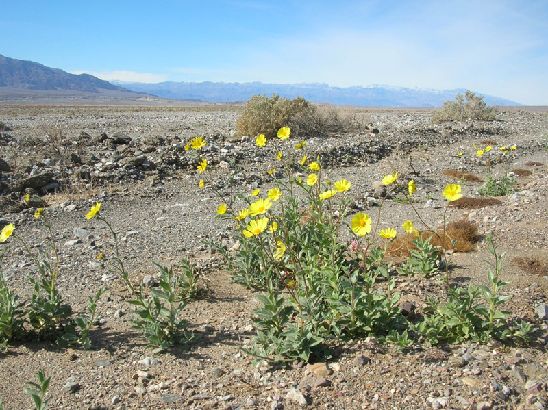 14-Desert_Gold_and_mountains