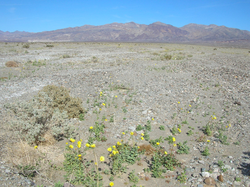 15-Desert_Gold_and_mountains