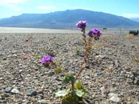 05-Caltha-Leaf_Phacelia_with_mountains.jpg