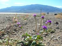 09-Primerose_and_Caltha-Leaf_Phacelia_with_mountains