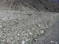 28-very_odd_but_no_wildflowers_in_park-lots_of_green_sprouts_indicating_a_late_bloom_can_occur