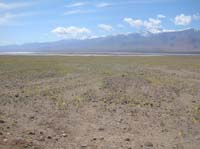 01-lots_of_Desert_Gold_south_of_Devil's_Golf_Course-Telescope_Peak_in_background