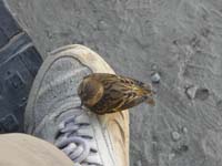 30-amazing_event-no_other_people,animals,or_birds_around_except_this_one_that_lands_on_my_foot_four_times