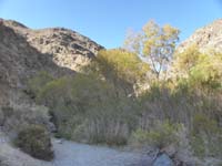 35-looking_back_at_the_lush_terrain-very_unexpected_for_driest_part_of_Mojave_Desert