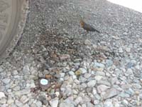 05-bird_takes_advantage_of_only_shade_available-I_sprayed_water_to_cool_rocks_and_coax_to_water_from_bottle_cap