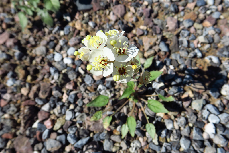 08-Brown-Eyed_Evening_Primrose