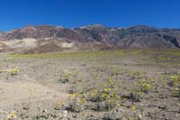 11-very_nice_flowers_with_volcanic_peaks