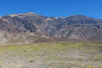 12-zoom_of_very_nice_flowers_with_volcanic_peaks