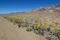 18-Desert_Gold,Brown-Eyed_Evening_Primrose,Purplemat_along_road