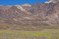 21-zoom_of_lots_of_flowers_looking_toward_Natural_Bridge_road