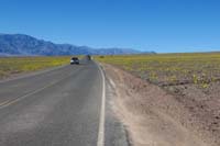 24-end_20160215-lots_of_flowers_along_road_looking_north