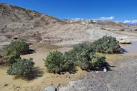 10-odd_to_see_desert_holly_plants_in_a_puddle-Zabriske_Point_open