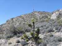 21-blooming_Joshua_Tree_at_6,800_feet-odd_to_see_them_at_this_elevation