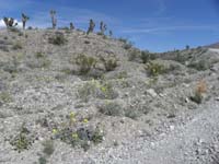 55-lots_of_pretty_wildflowers_along_dirt_road