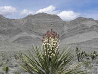 58-zoom_of_Yucca_blooming_with_Fossil_Ridge_in_background